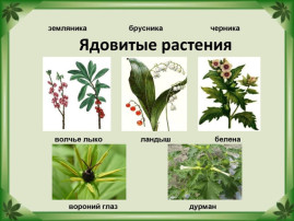 Консультация " Отравление ядовитыми растениями" Консультация " Отравление ядовитыми растениями".