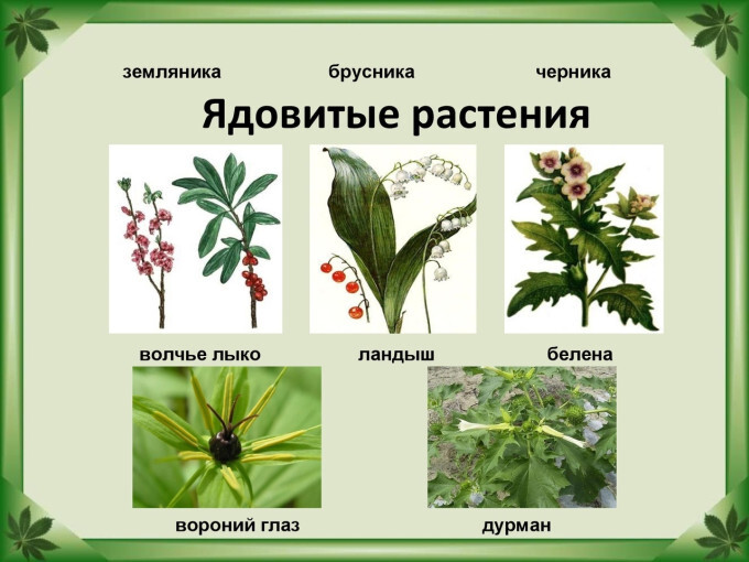 Консультация " Отравление ядовитыми растениями" Консультация " Отравление ядовитыми растениями".